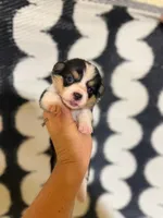 Indy - American Corgi, a female Cardigan Welsh Corgi and Pembroke Welsh Corgi for sale in Durant, OK – 3 of 7