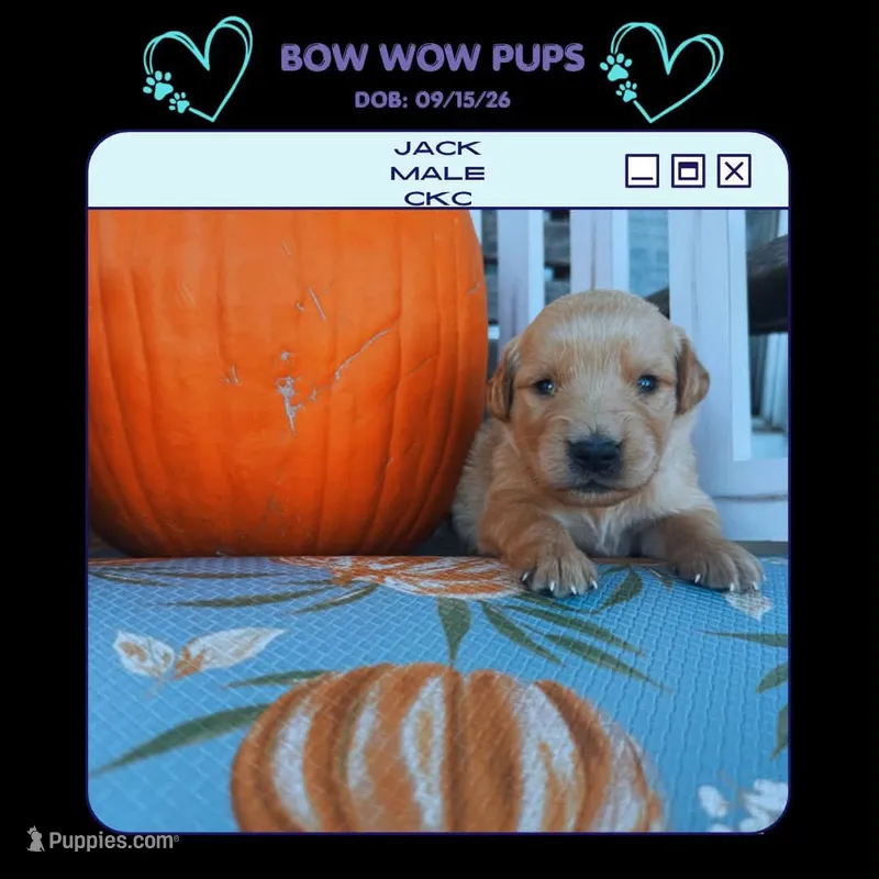 Jack- CKC – Golden Retriever puppy for sale in Durant, OK