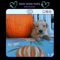 Jack- CKC, a male Golden Retriever for sale in Durant, OK – 1 of 2