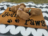 Mocha, a female Golden Retriever for sale in Durant, OK – 2 of 4