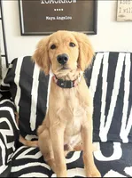 Jaxon AKC  Health Tested Clear, a male Golden Retriever for sale in Durant, OK – 3 of 5