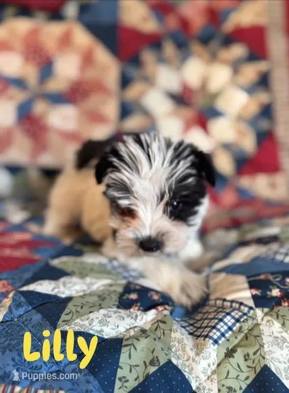 Lilly – Miniature Schnauzer puppy for sale in Durant, OK