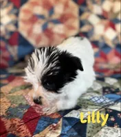Lilly, a female Miniature Schnauzer for sale in Durant, OK – Photo 2 of 8