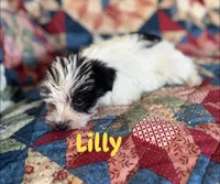 Lilly, a female Miniature Schnauzer for sale in Durant, OK – Photo 3 of 8