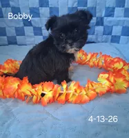 Bobby, a male Shorkie for sale in Mount Pleasant, MI – 3 of 3