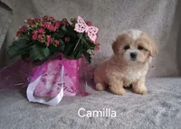Camilla, a female Shichon for sale in Mount Pleasant, MI – 3 of 3