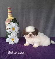 Buttercup, a female Shih Tzu for sale in Mount Pleasant, MI – Photo 2 of 3