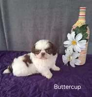 Buttercup, a female Shih Tzu for sale in Mount Pleasant, MI – Photo 3 of 3