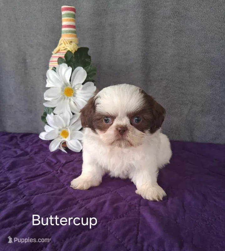 Buttercup – Shih Tzu puppy for sale in Mount Pleasant, MI