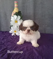 Buttercup, a female Shih Tzu for sale in Mount Pleasant, MI – Photo 1 of 3