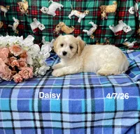 Daisy, a female Cavachon for sale in Mount Pleasant, MI – 3 of 3