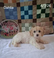 Dahlia, a female Cavachon for sale in Mount Pleasant, MI – 2 of 3