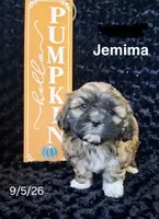 Jemima, a female Shichon for sale in Mount Pleasant, MI – 1 of 3
