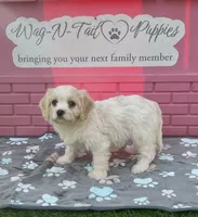 Acorn, a male Cavachon for sale in Mount Pleasant, MI – 2 of 4