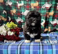 Penny, a female Shichon for sale in Mount Pleasant, MI – 2 of 3