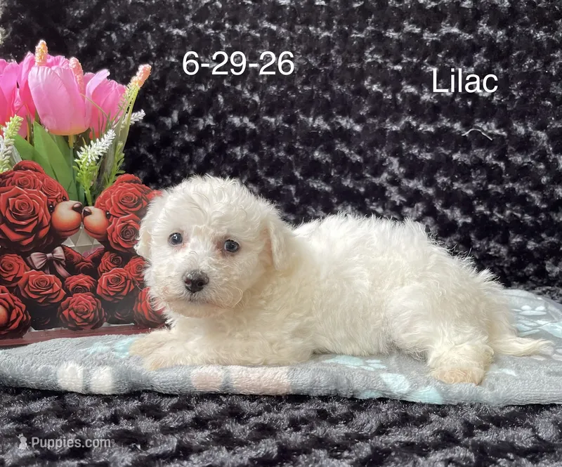 Lilac – Bichon Frise puppy for sale in Mount Pleasant, MI