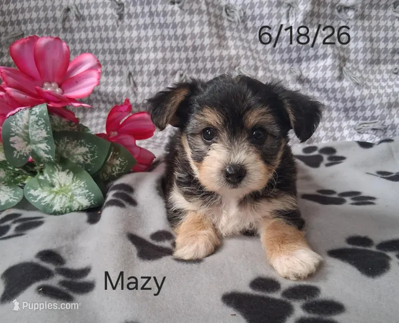 Mazy – Bichon Frise, Yorkshire Terrier puppy for sale in Mount Pleasant, MI