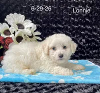 Lonnie, a male Bichon Frise for sale in Mount Pleasant, MI – 3 of 3