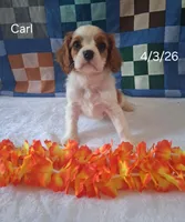 Carl, a male Cavalier King Charles Spaniel for sale in Mount Pleasant, MI – 3 of 3