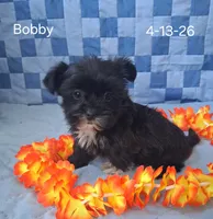 Bobby, a male Shorkie for sale in Mount Pleasant, MI – 2 of 3