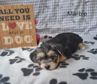 Marble, a male Bichon Frise and Yorkshire Terrier for sale in Mount Pleasant, MI – 3 of 3