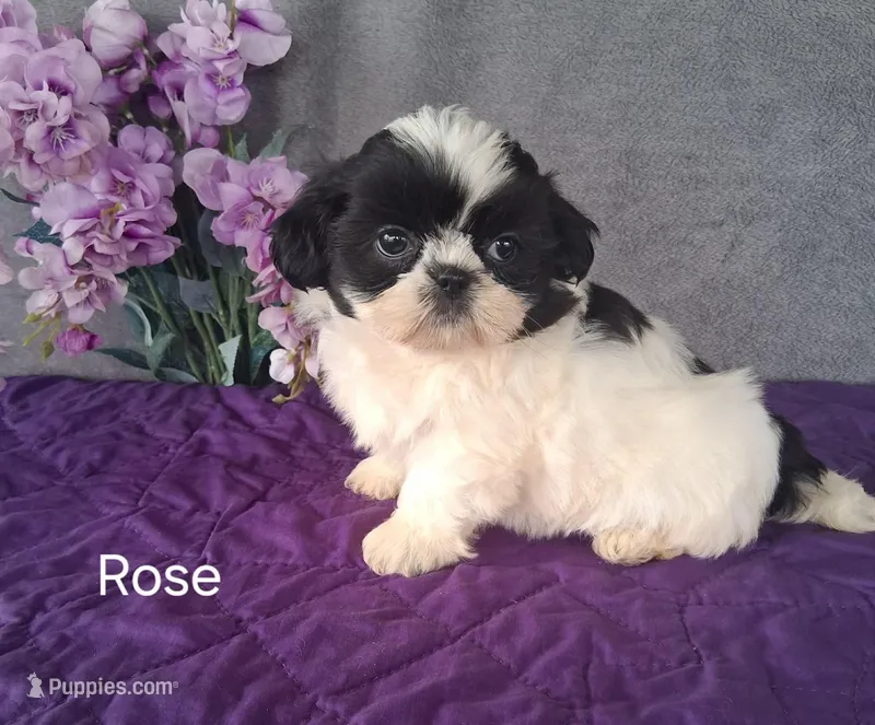 Rose – Shih Tzu puppy for sale in Mount Pleasant, MI
