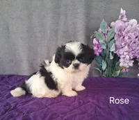 Rose, a female Shih Tzu for sale in Mount Pleasant, MI – Photo 3 of 3