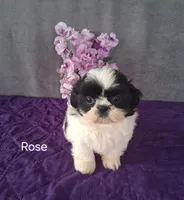 Rose, a female Shih Tzu for sale in Mount Pleasant, MI – Photo 2 of 3