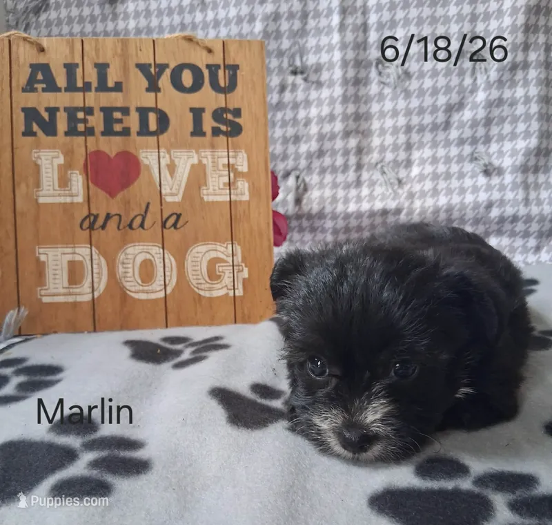 Marlin – Bichon Frise, Yorkshire Terrier puppy for sale in Mount Pleasant, MI