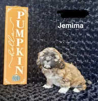 Jemima, a female Shichon for sale in Mount Pleasant, MI – 3 of 3