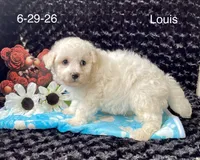 Louis, a male Bichon Frise for sale in Mount Pleasant, MI – 2 of 3
