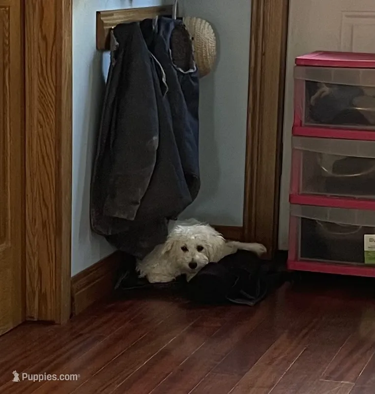 Louis – Bichon Frise puppy for sale in Mount Pleasant, MI
