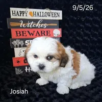 Josiah, a male Shichon for sale in Mount Pleasant, MI – 1 of 3