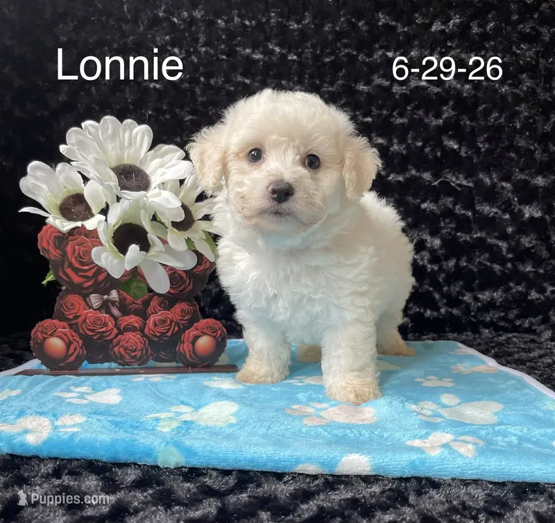 Lonnie – Bichon Frise puppy for sale in Mount Pleasant, MI