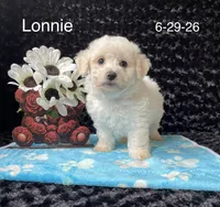 Lonnie, a male Bichon Frise for sale in Mount Pleasant, MI – 1 of 3