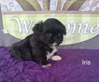 Iris, a female Shih Tzu for sale in Mount Pleasant, MI – Photo 3 of 3