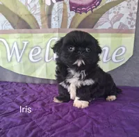 Iris, a female Shih Tzu for sale in Mount Pleasant, MI – Photo 2 of 3