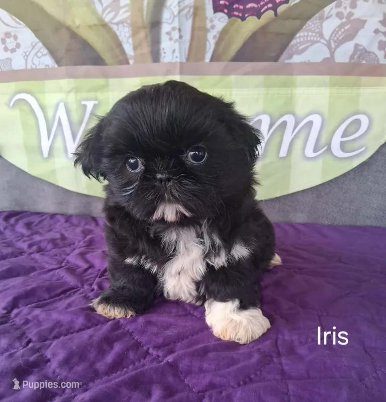 Iris – Shih Tzu puppy for sale in Mount Pleasant, MI