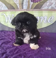 Iris, a female Shih Tzu for sale in Mount Pleasant, MI – Photo 1 of 3