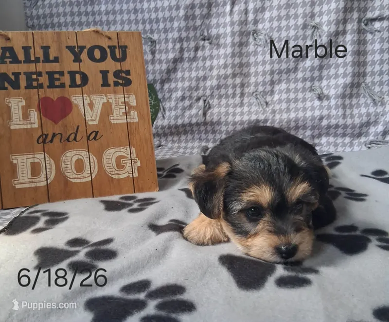 Marble – Bichon Frise, Yorkshire Terrier puppy for sale in Mount Pleasant, MI