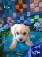 Aspen, a male Cavachon for sale in Mount Pleasant, MI – 2 of 3