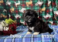 Penny, a female Shichon for sale in Mount Pleasant, MI – 3 of 3
