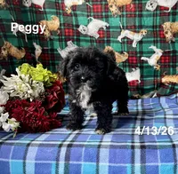 Peggy, a female Shichon for sale in Mount Pleasant, MI – 2 of 3
