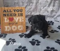 Marco, a male Bichon Frise and Yorkshire Terrier for sale in Mount Pleasant, MI – 3 of 3
