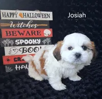 Josiah, a male Shichon for sale in Mount Pleasant, MI – 3 of 3