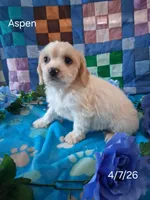 Aspen, a male Cavachon for sale in Mount Pleasant, MI – 3 of 3