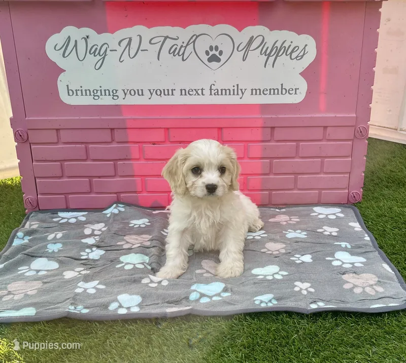 Acorn – Cavachon puppy for sale in Mount Pleasant, MI