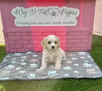 Acorn, a male Cavachon for sale in Mount Pleasant, MI – 1 of 4
