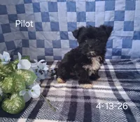 Pilot, a male Shichon for sale in Mount Pleasant, MI – 2 of 3
