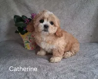 Catherine, a female Shichon for sale in Mount Pleasant, MI – 3 of 3
